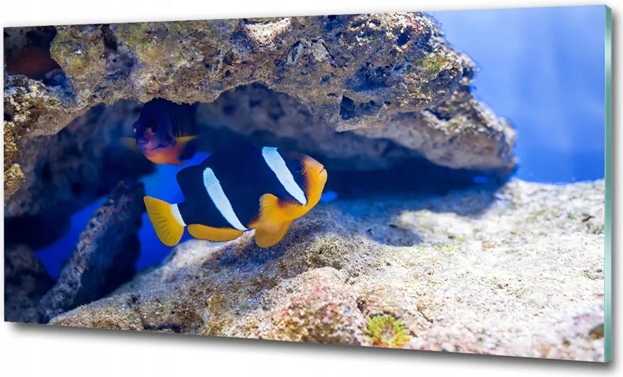Fotótapéta üvegfalra Trópusi hal 125x50