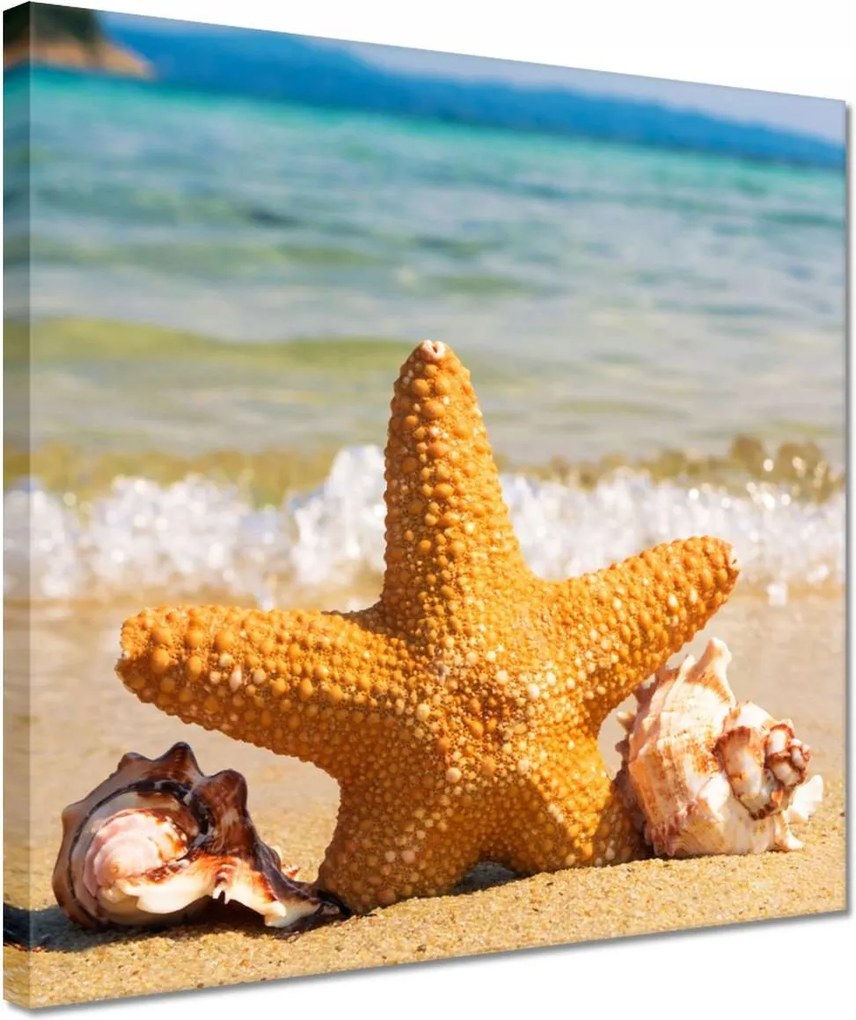 Vászonkép 30x30 Tengeri csillag és kagylók