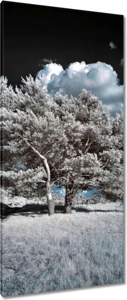 Vászonképek 55x115 Fenséges fa