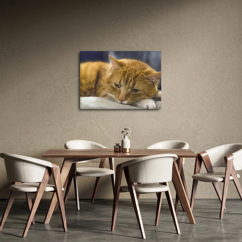 Macska képe (70x50 cm)