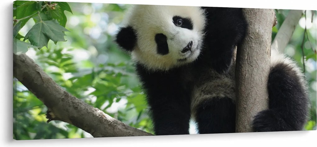 Kép - Panda a fán (120x50 cm)