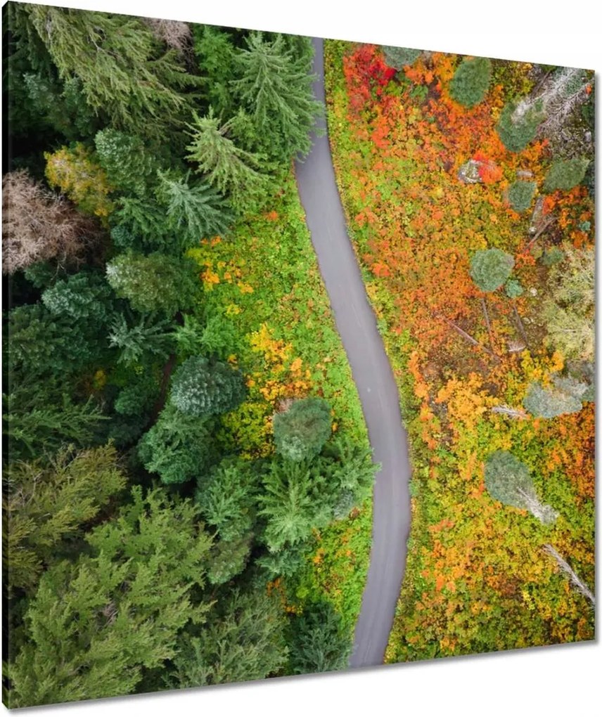 Vászonkép 90x90 Út Erdő Ősz