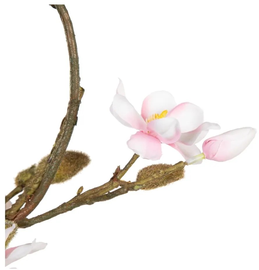 Koszorú Magnolia – Ixia