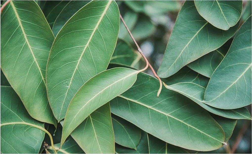 Dekoratív Fotótapéta Hálószobába Zöld levelek 416x254