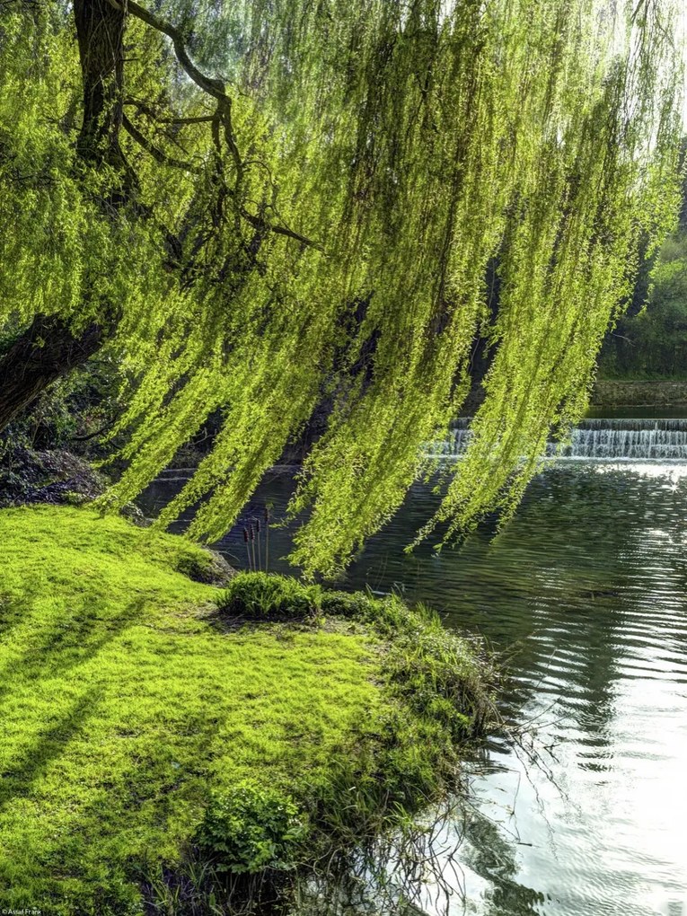 Poszter 30x40cm Fa a folyóparton, Assaf Frank