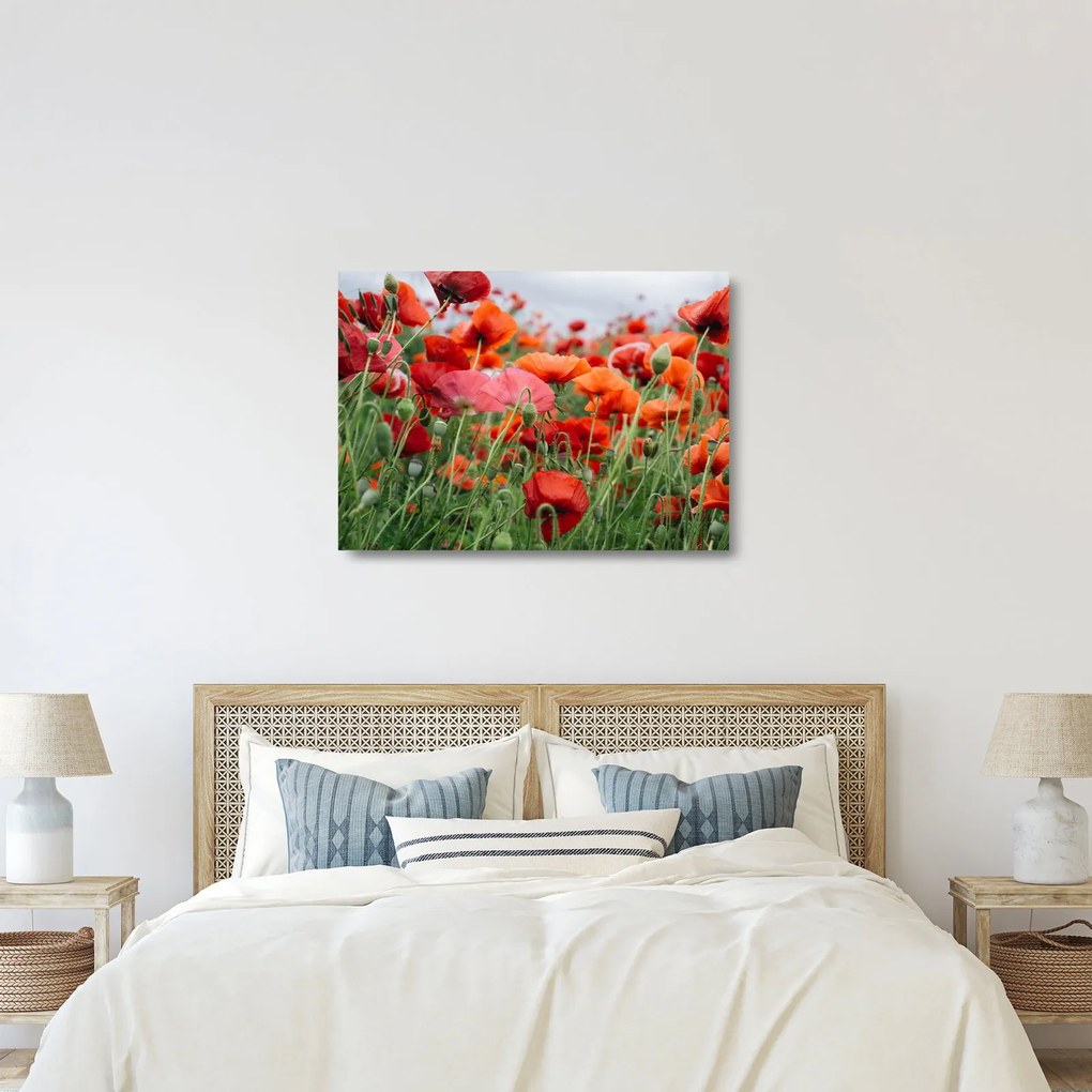 Egy kép a pipacs mezőről (üvegen) (70x50 cm)