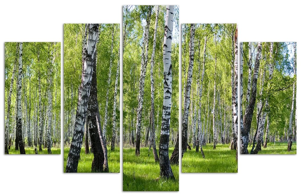 Gario Vászonkép Nyírfák - 5 részes Méret: 150 x 100 cm