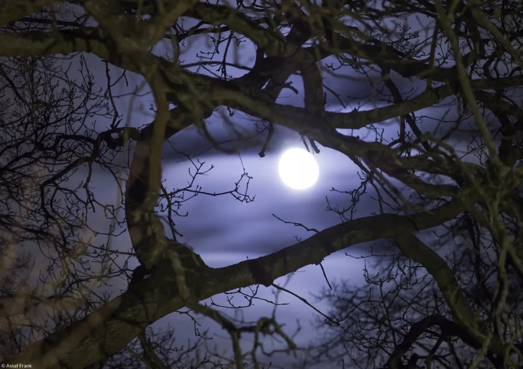 Poszter 29,7x21cm Hold az ágakon át, Assaf Frank