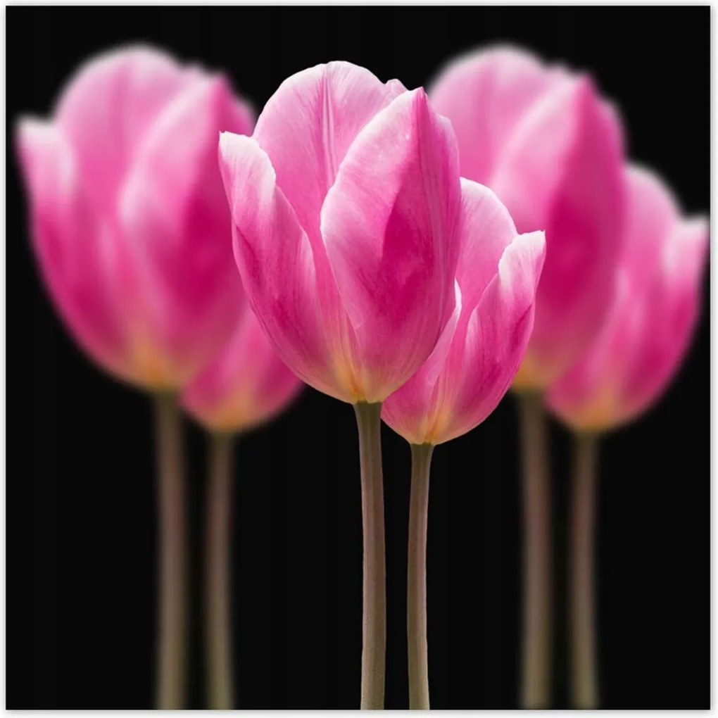 Poszterek 100x100 Tulipánok Virágok