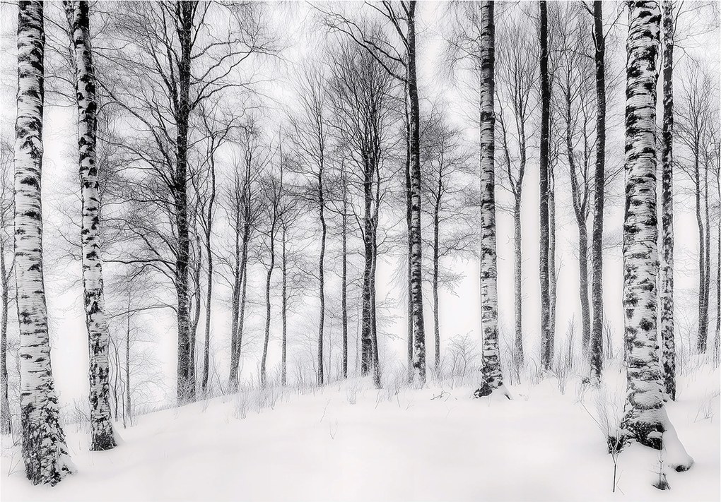 3D Fotótapéta Nyírfa Erdő Természet Fali Hálószoba Nappali 250x175