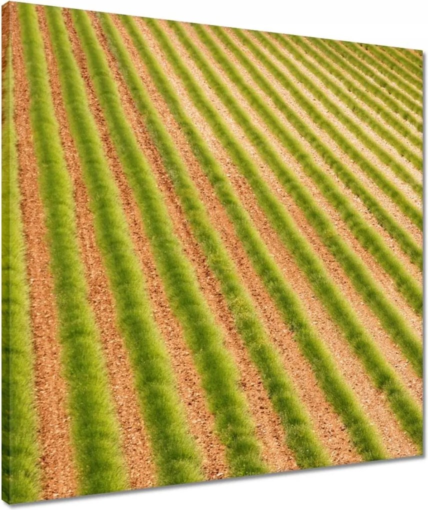 Vászonkép 50x50 Zöld Provence