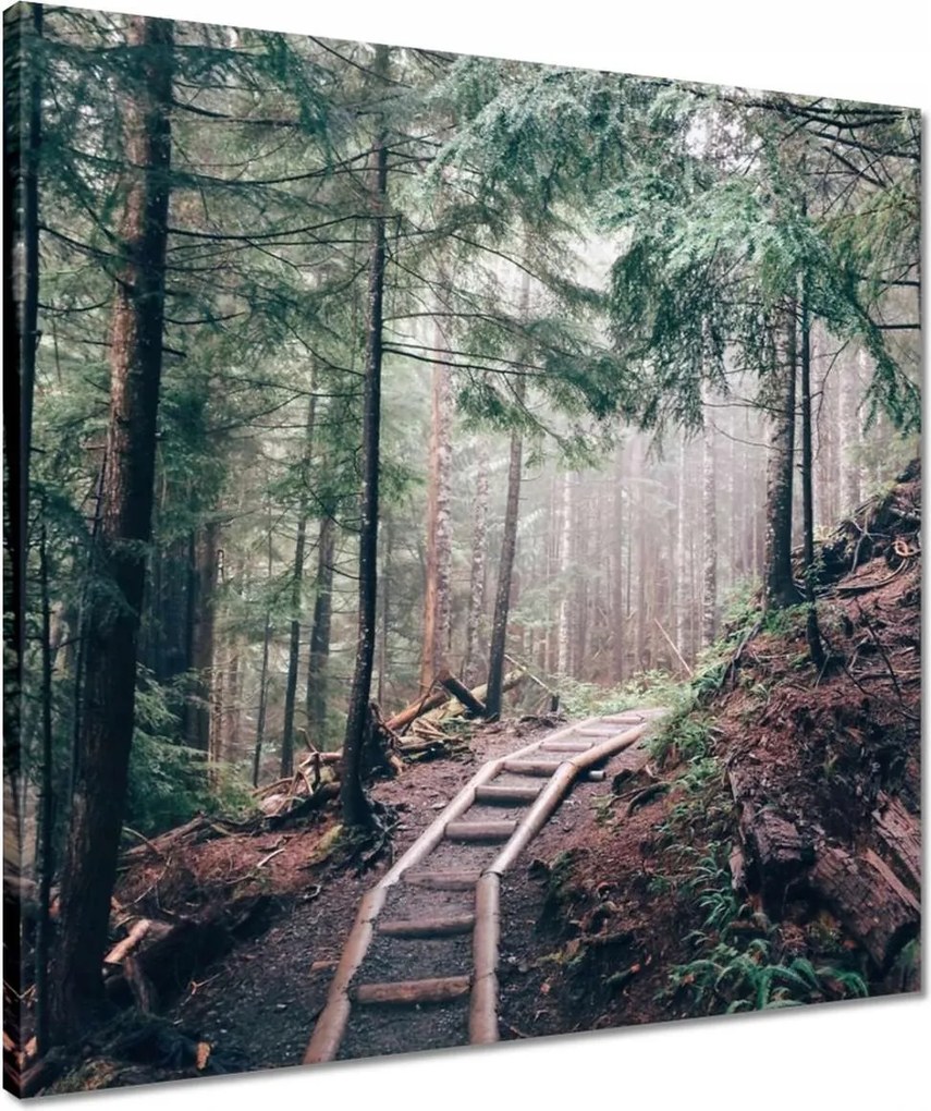 Vászonkép 50x50 Erdei ösvény