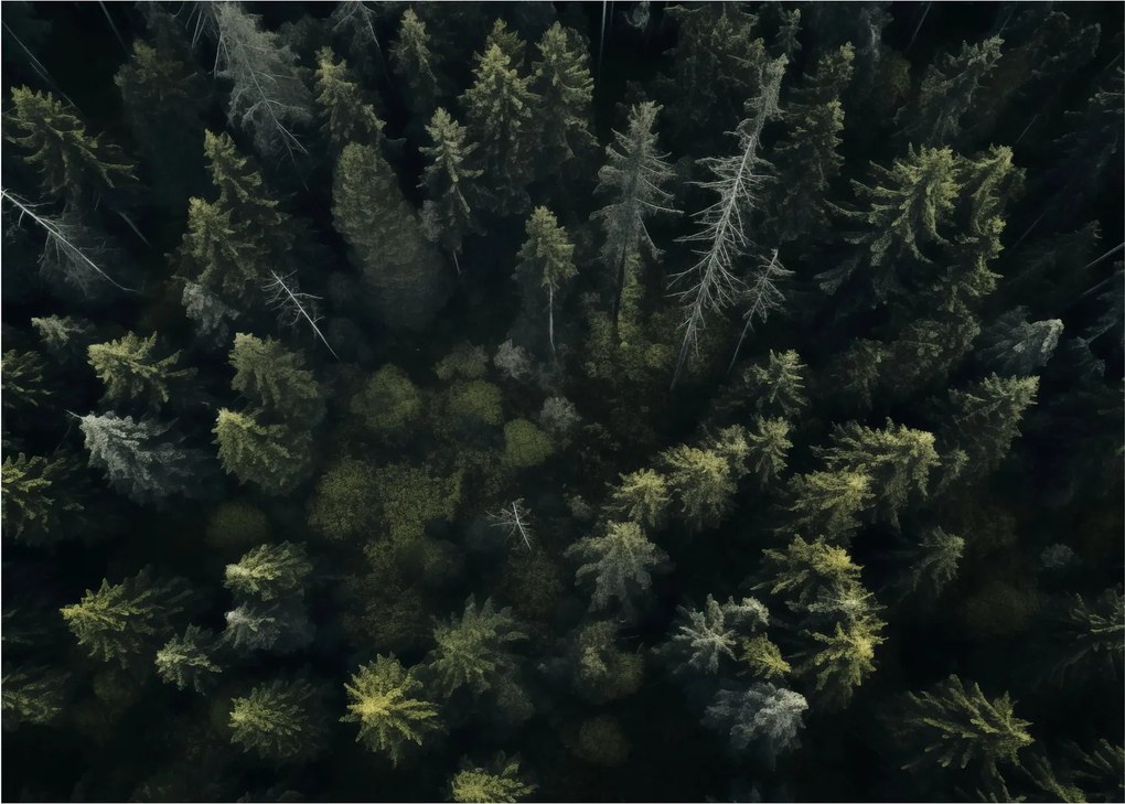 Kép - Forest (70x50 cm)