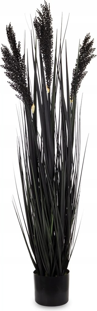Magas fekete dekoratív növény pampa fű nád cserépben 123 cm