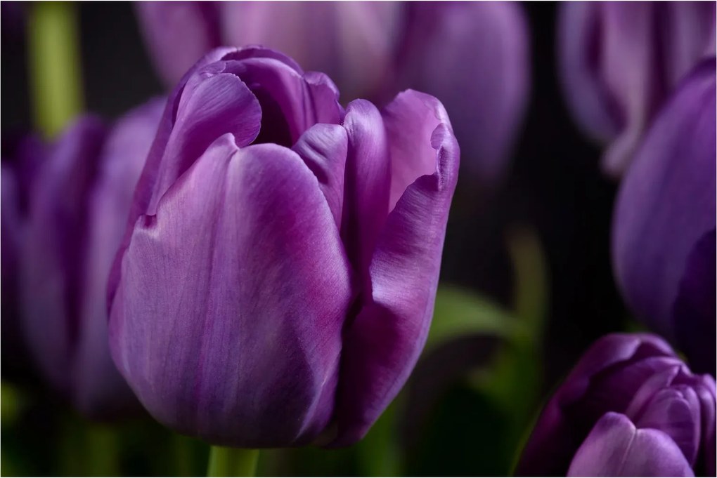 Tulipán vírág képe (90x60 cm)