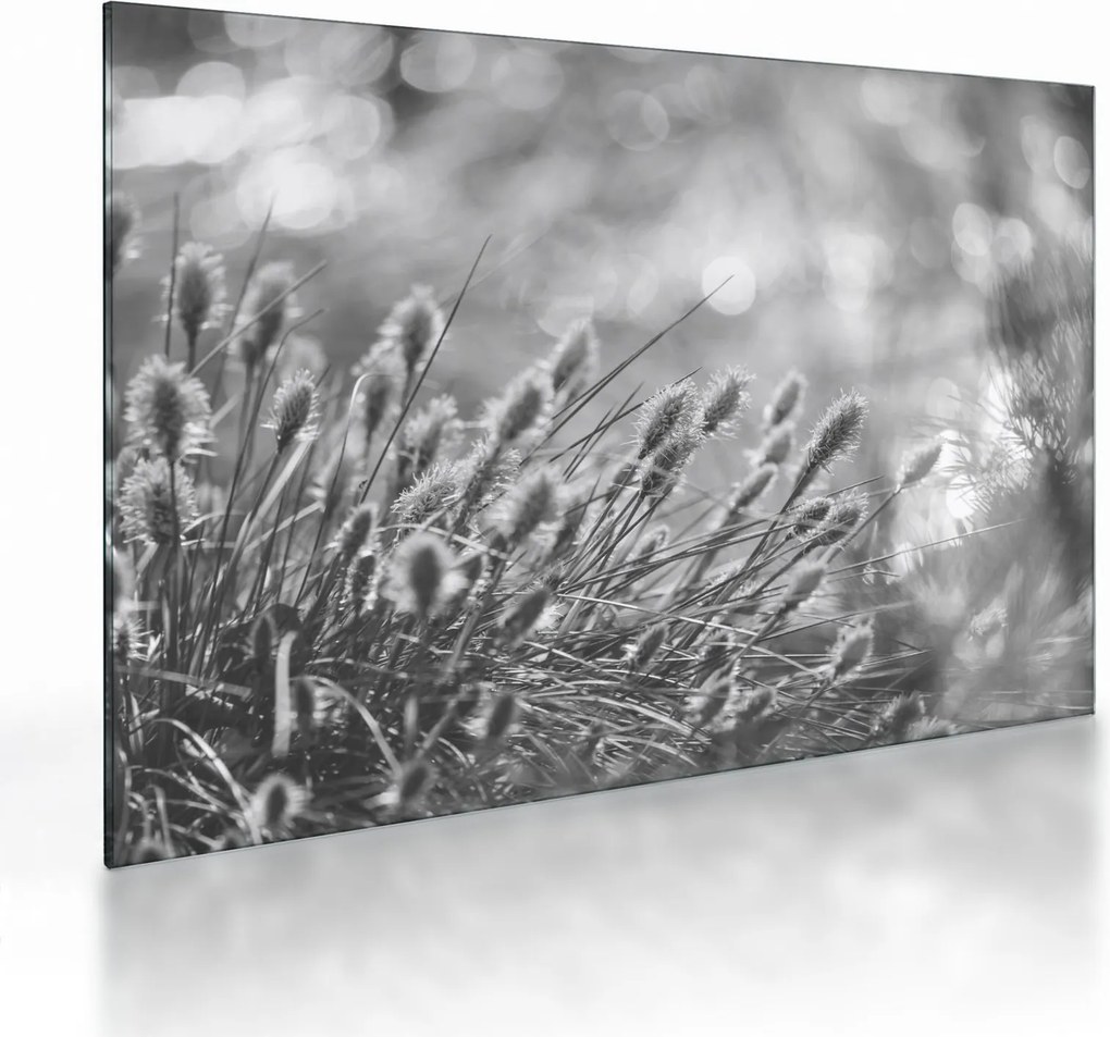 Üveg kép - Bézs színű puha fű N⁰1 (70x50 cm)