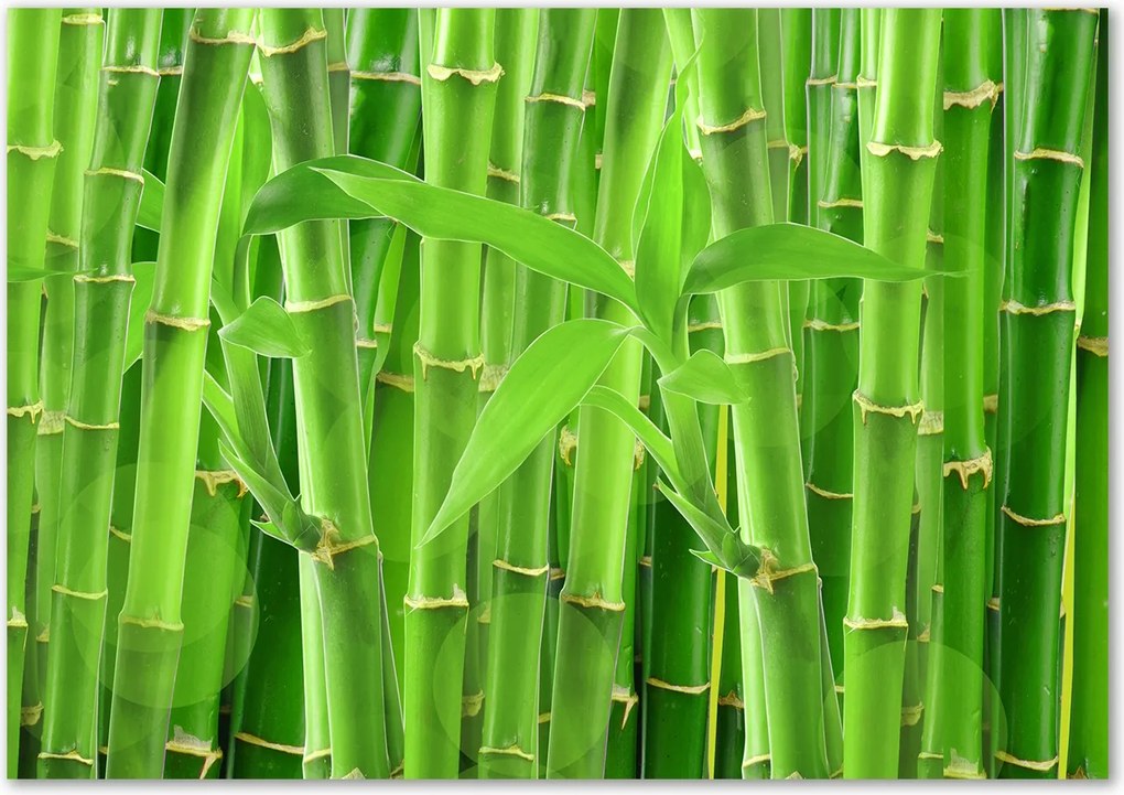 Lacobel üveg fotó nyomtatással Bambusz Ragasztó Ingyenes