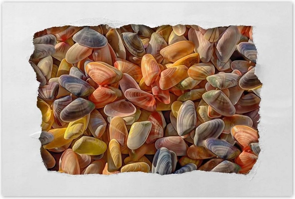 Poszterek 90x60 Színes kagylók nyomtatás