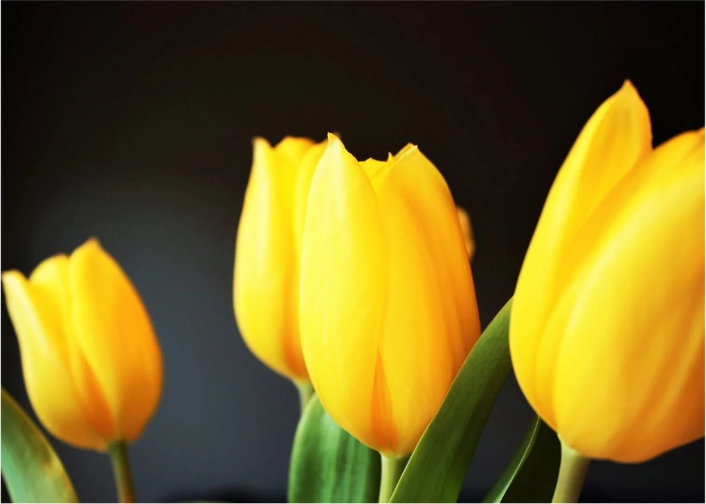 Tulipán képe (üvegen) (70x50 cm)