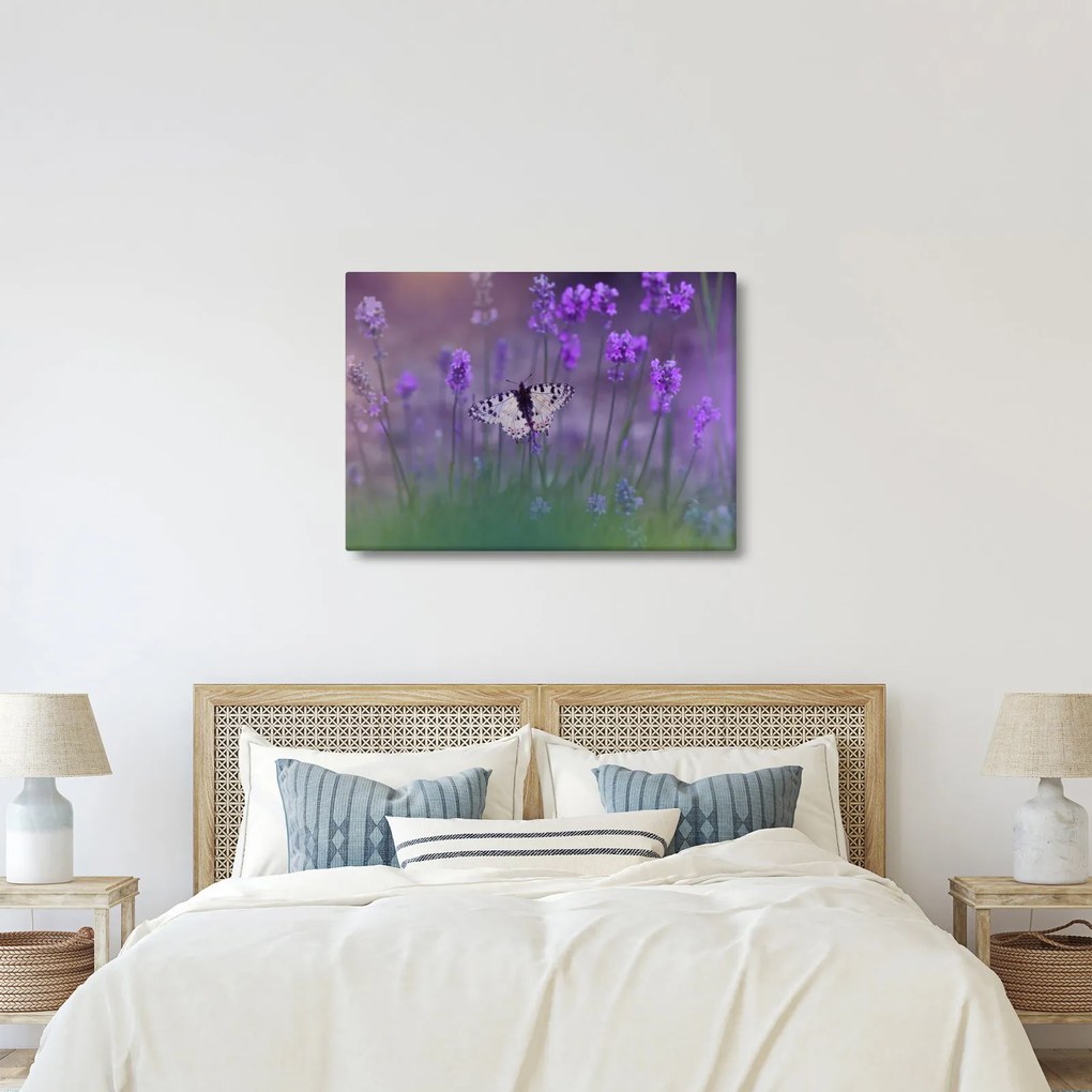 Kép - Pillangó a levendulán (70x50 cm)