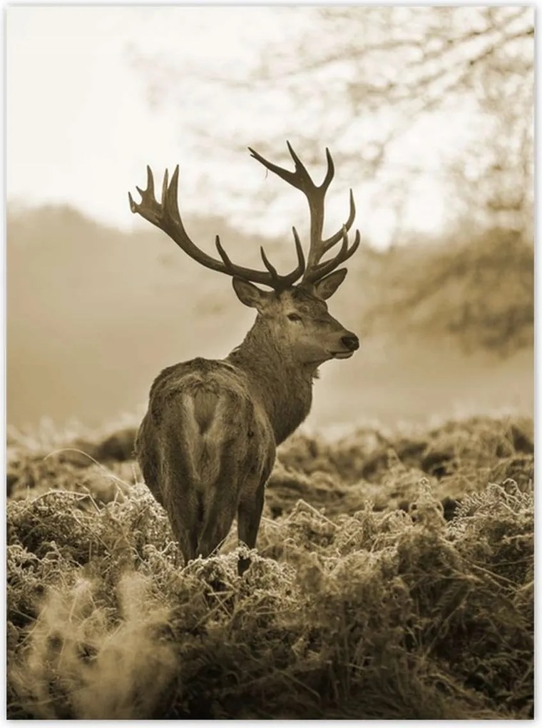 Poszterek 100x135 Szarvas erdő naplemente