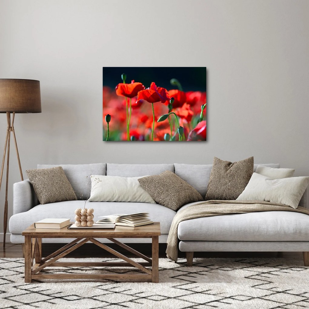 Kép - pipacsok (70x50 cm)