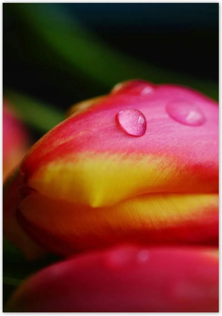 Poszterek 70x100 Tulipánok makró fotó