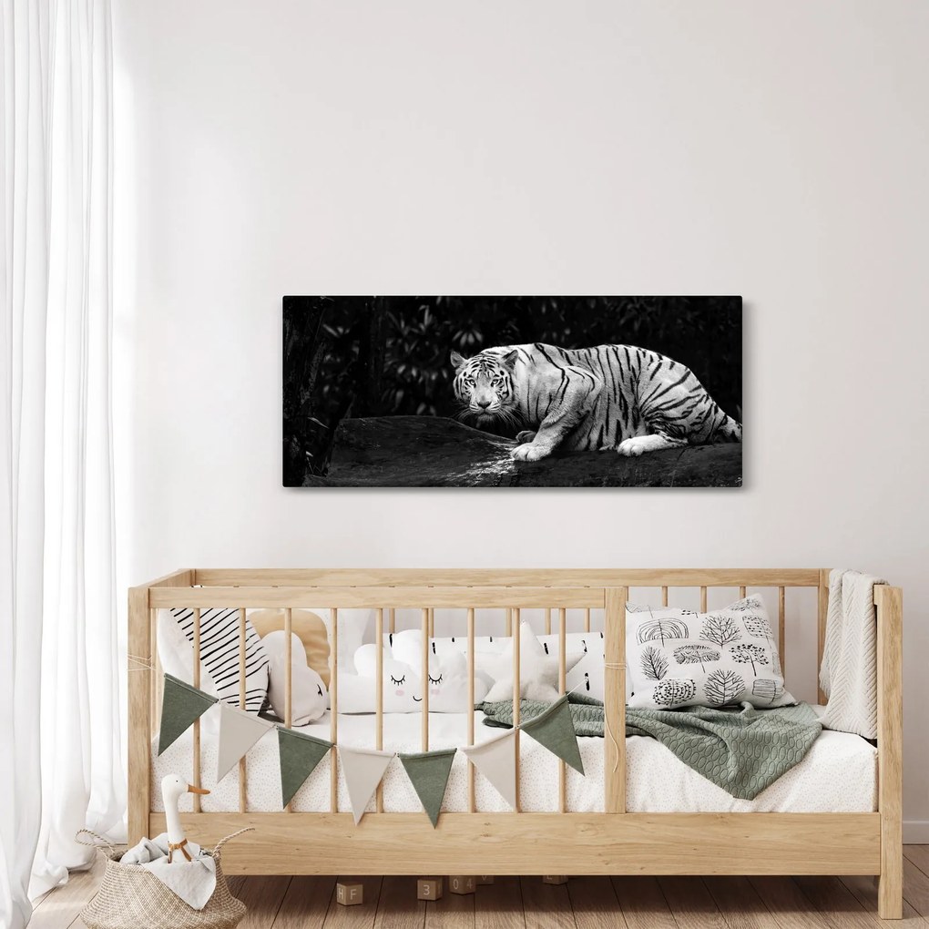 Kép - albínó tigris, fekete-fehér (120x50 cm)