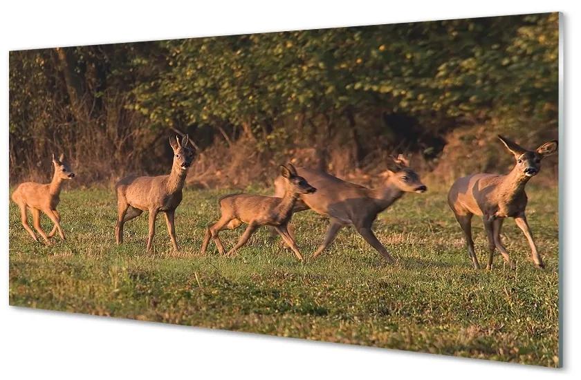 Üvegképek Deer Golf napkelte 140x70 cm