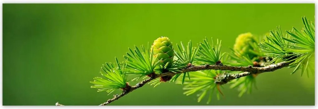 Poszterek 200x66 Fa Kilátás