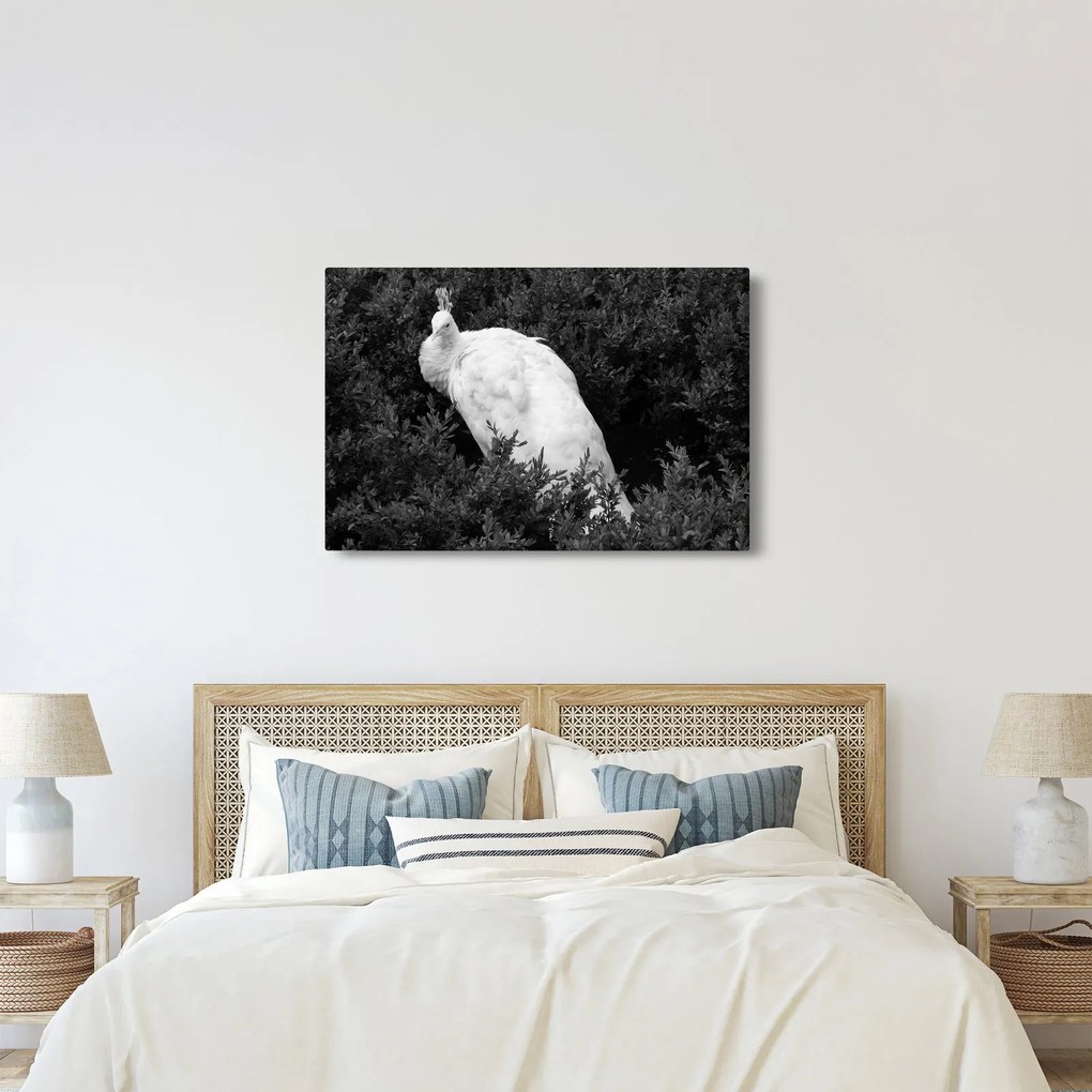Kép - Páva, fekete-fehér (90x60 cm)