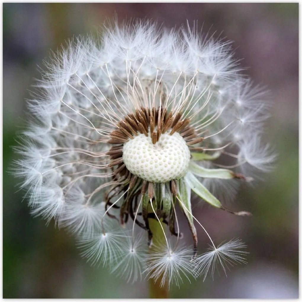 Poszterek 100x100 Pitypang Virág Virágok