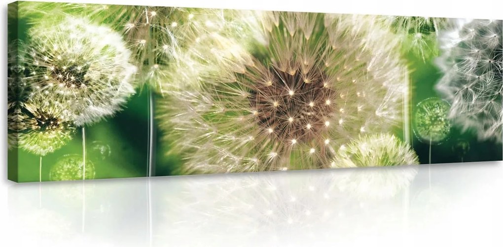 Vászonkép pitypang falikép zöld fehér 145 x 45