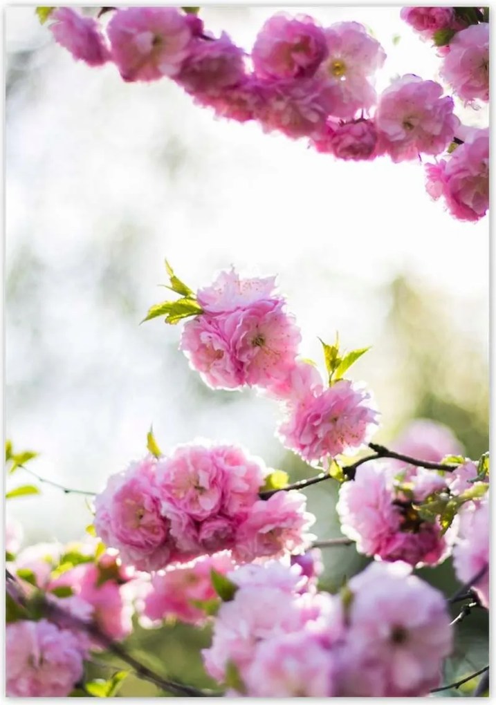 Poszterek 70x100 Rózsaszín virágok Gyönyörű