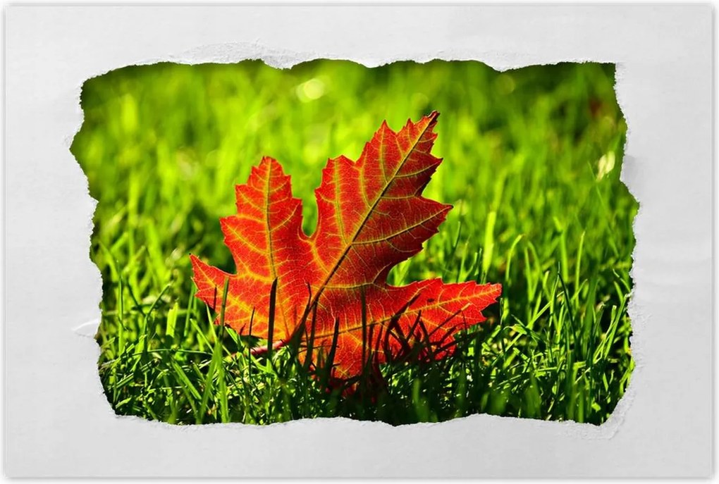 Poszterek 90x60 Őszi levél a fűben