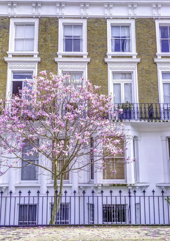 Poszter 42x59,4cm Magnóliafa a londoni ház előtt, Assaf Frank