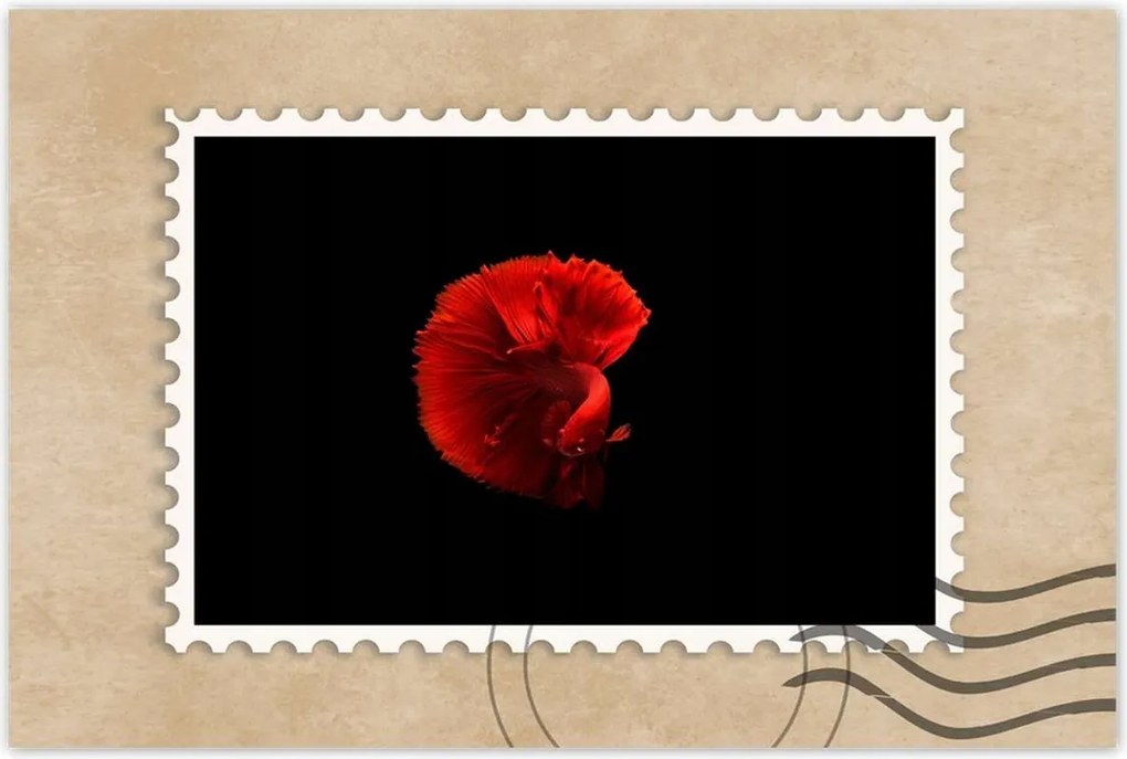 Poszter 60x40 Harcos hal piros