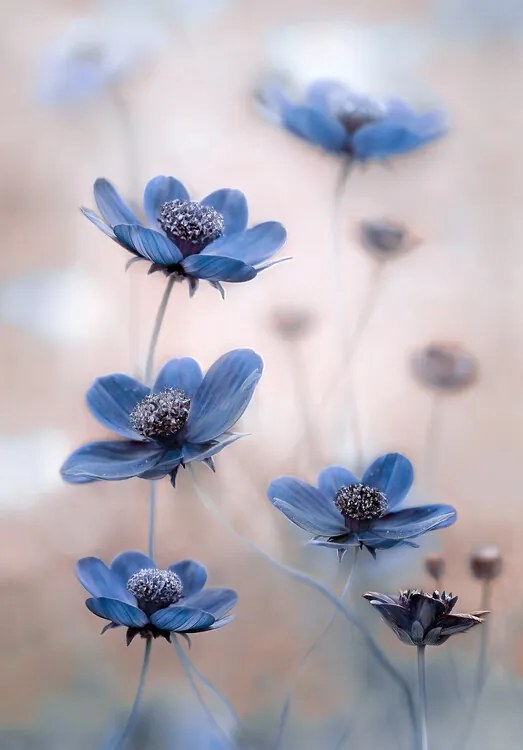 Fotográfia Cosmos blue, Mandy Disher