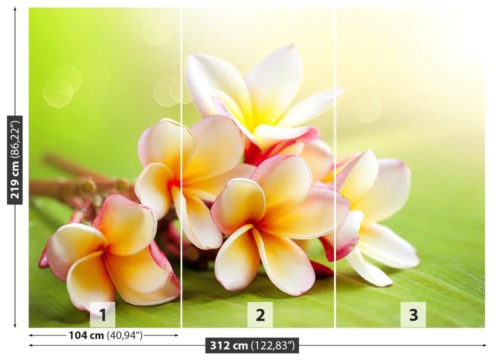 Fotótapéta Frangipani Flowers 104x70 cm