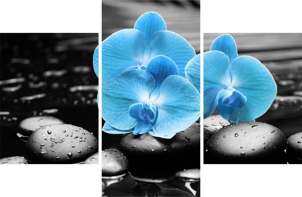 Kép - Kék orchidea (90x60 cm)