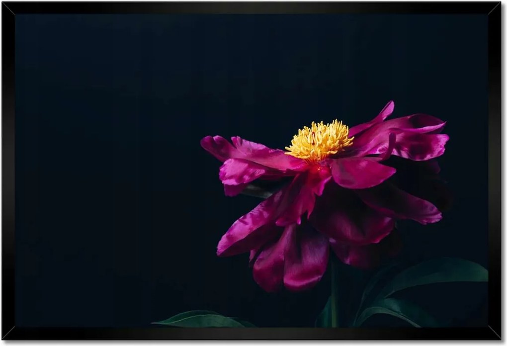 Poszterek keretben 60x40 Gyönyörű Rózsaszín Astra Virág