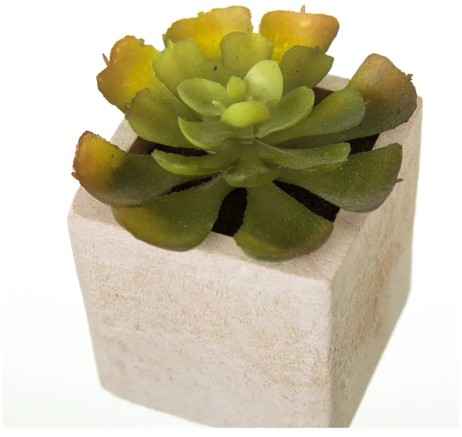 Műnövény szett 6 db-os (magasság 9,5 cm) Cactus – Casa Selección