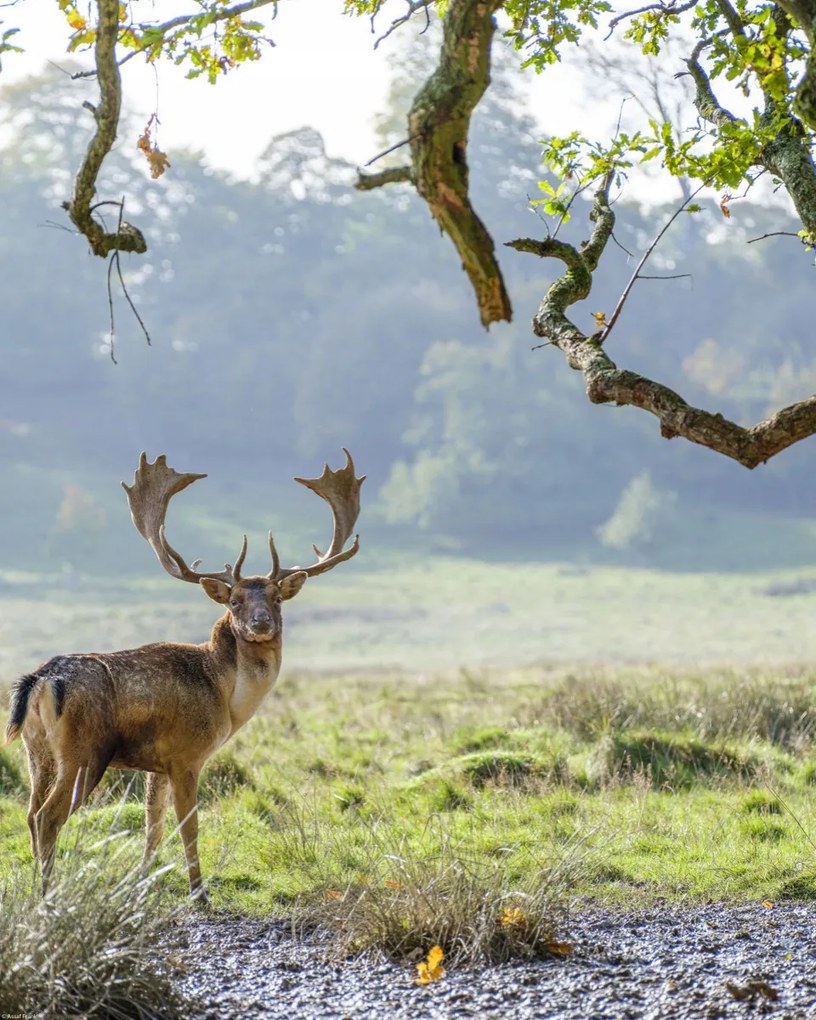 Poszter 40x50cm Szarvas a fa alatt, Assaf Frank