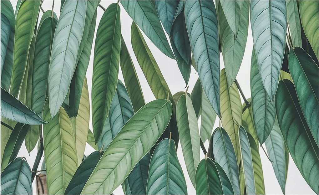 Fali fotótapéta Étkezőbe Természetes levelek 416x254 Ragasztó