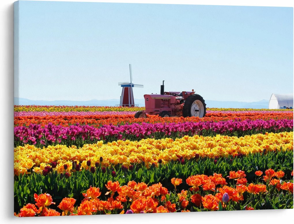 Tulipánfarm képe (70x50 cm)