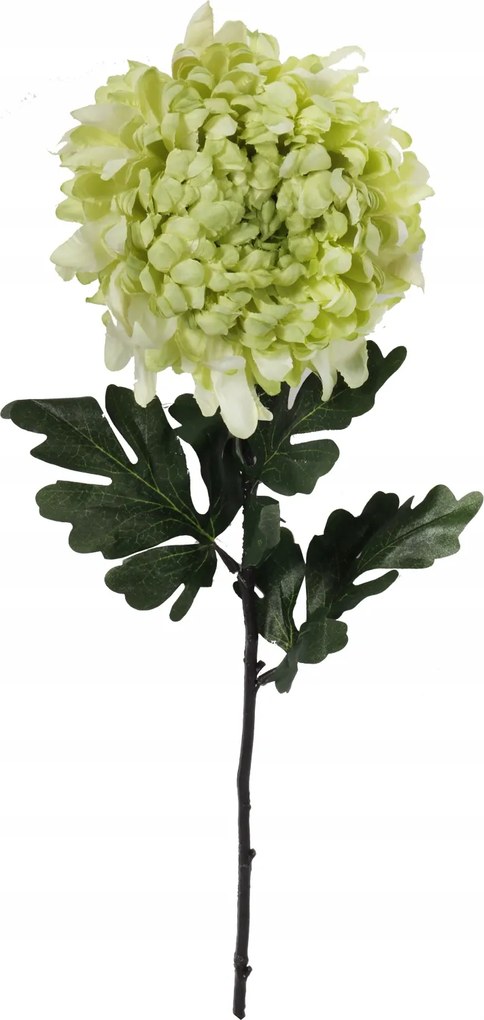 Krizantém nagy szimpla zöld 86cm Virágok