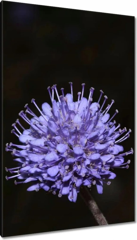 Vászonkép 80x120 Nőnap Love