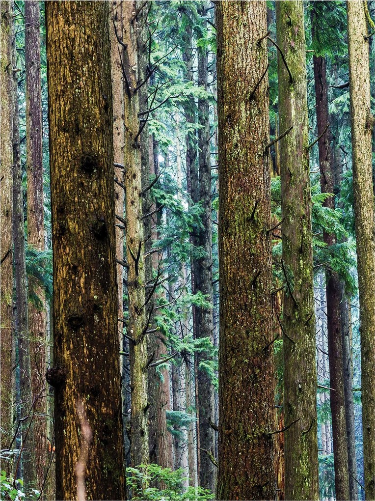 Fotótapéta Erdő Fák Természet Vinyl 184x254 Napsütötte Zöld +ragasztó
