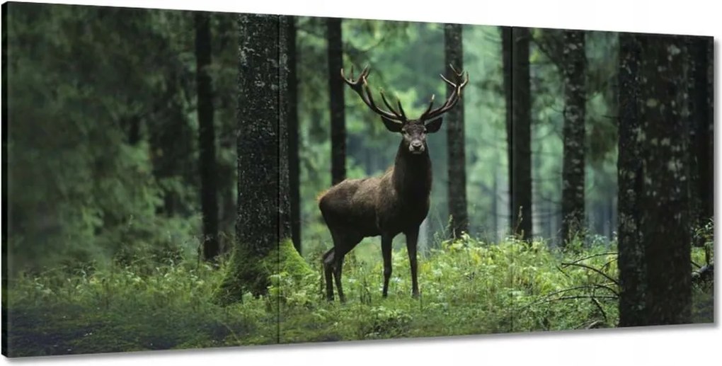 Képek 210x100 Gyönyörű szarvas a fák között