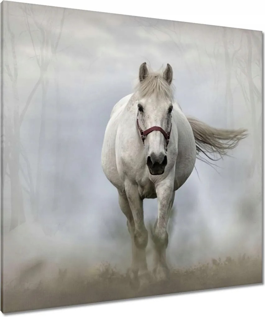 Vászonkép 90x90 Ló Lovak Lovaglás